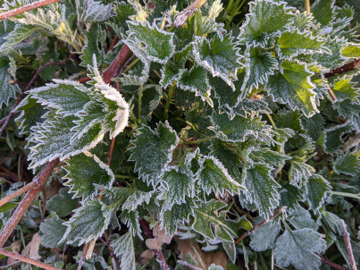 gefrorene Brennnnessel