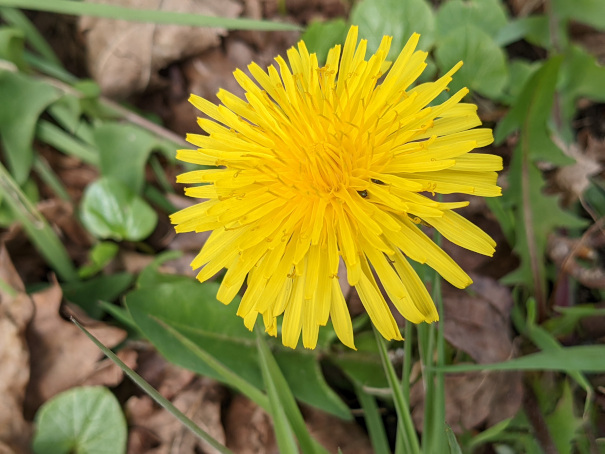 Löwenzahnblütengelee