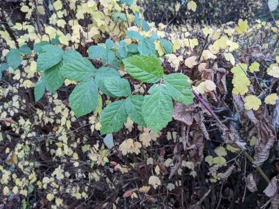 Brombeere