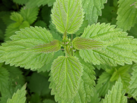 BrennnesselBlattstellung